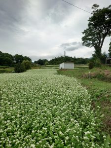 %e3%81%9d%e3%81%b0%e3%81%ae%e8%8a%b1%e2%91%a0