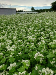 %e3%81%9d%e3%81%b0%e3%81%ae%e8%8a%b1