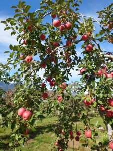 %e5%a4%a7%e7%94%ba%e3%82%8a%e3%82%93%e3%81%94%e2%91%a0